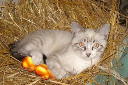 Gato dos Ovos de Ouro